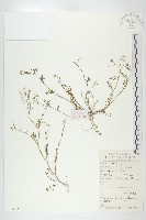 藏品(碎米薺)的圖片