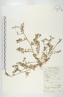 藏品(焊菜)的圖片