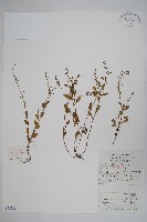 藏品(附地菜)的圖片