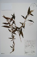 藏品(蓮子草)的圖片