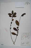 藏品(三花冬青)的圖片