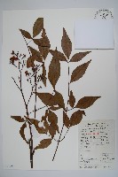 藏品(南天竹、天竹、蘭天竹)的圖片