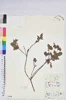 藏品(唐杜鵑、大屯杜鵑、中原氏杜鵑)的圖片