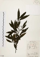藏品(山胡椒)的圖片