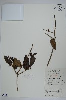 藏品(冬青)的圖片