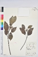 藏品(白臼)的圖片