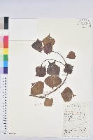 藏品(烏臼)的圖片