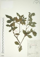 藏品(山黃梔)的圖片