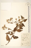 藏品(蔓黃菀)的圖片