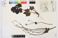 藏品(打破碗花花)的圖片