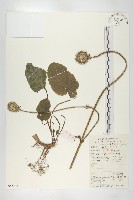 藏品(續斷)的圖片