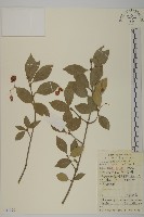 藏品(扶芳藤)的圖片