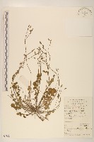 藏品(稻槎菜)的圖片