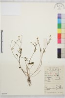 藏品(小毛茛)的圖片