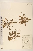 藏品(稻槎菜)的圖片