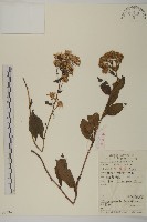 藏品(山白蘭)的圖片