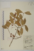 藏品(刺果衛矛)的圖片