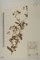 藏品(油菊、野菊)的圖片