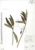 藏品(水麻)的圖片