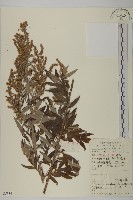 藏品(野艾蒿)的圖片