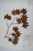 藏品(扇葉槭)的圖片