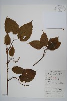 藏品(青榨槭)的圖片