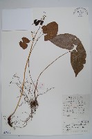 藏品(光葉淫羊藿)的圖片