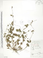 藏品(蛇莓、地莓、龍吐珠)的圖片