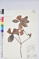 藏品(鹿角杜鵑、西施花、青紫木)的圖片