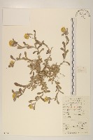 藏品(鼠麴草)的圖片