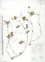 藏品(蛇莓、地莓、龍吐珠)的圖片