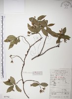 藏品(絡石)的圖片