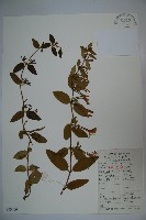 藏品(忍冬、金銀花)的圖片