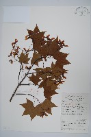 藏品(五裂槭)的圖片