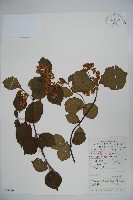 藏品(莢迷)的圖片