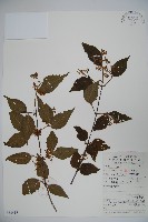 藏品(宜昌莢迷)的圖片