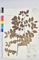 藏品(青灰葉下珠)的圖片