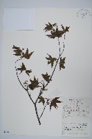 藏品(五裂槭)的圖片