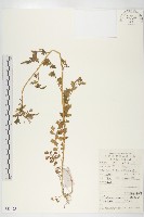 藏品(水花菜)的圖片