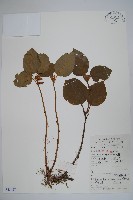 藏品(宿柱三角咪)的圖片