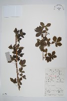 藏品(五加)的圖片