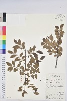 藏品(青灰葉下珠)的圖片