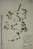 藏品(酢漿草)的圖片