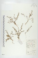 藏品(廣東葶藶)的圖片
