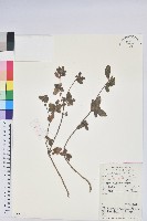 藏品(唐杜鵑、大屯杜鵑、中原氏杜鵑)的圖片