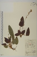 藏品(紅背兔耳風)的圖片