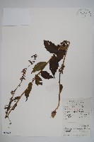 藏品(杏葉沙參)的圖片