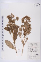 藏品(羊耳菊)的圖片