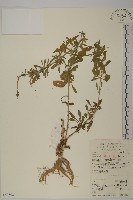 藏品(蠅子草)的圖片