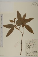 藏品(草珊瑚、紅果金粟蘭)的圖片